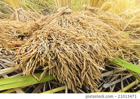 bundle of rice on the rice field bundle of rice on the rice field 21013471