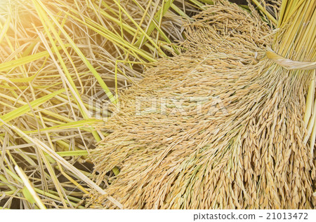 bundle of rice on the rice field bundle of rice on the rice field 21013472