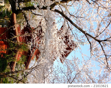 Sakura 5-fold tower 21013621