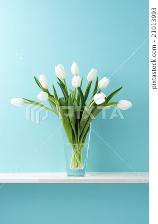 Blue background and white tulips Blue background and white tulips 21013993