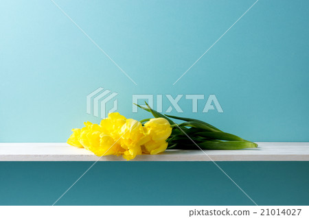 Blue background and yellow tulips Blue background and yellow tulips 21014027