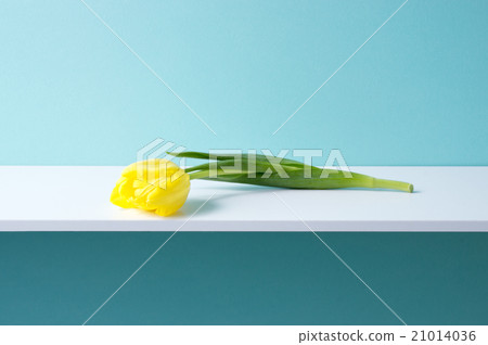 Blue background and yellow tulips 21014036