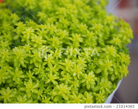 Succulent plant Sedum 21014365