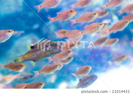 fish, fishes, kitamakura 21014431