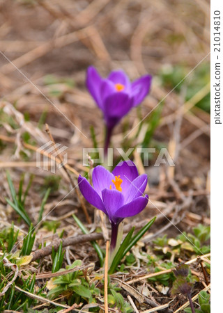 紫花 紫花 21014810