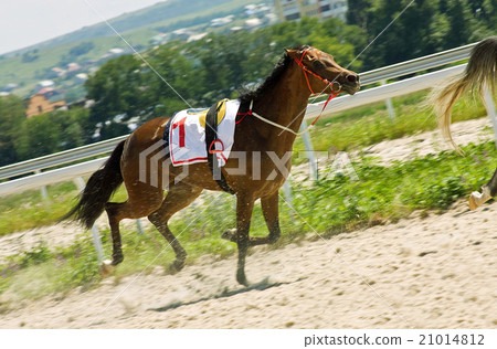 Horse racing 21014812