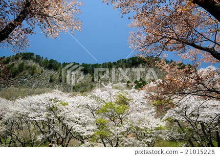 Cherry blossoms of the Nara folding screen rock garden 21015228