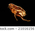 Cat flea Cat flea 21016156