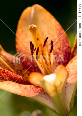 Detail of flowering orange lily 21016355
