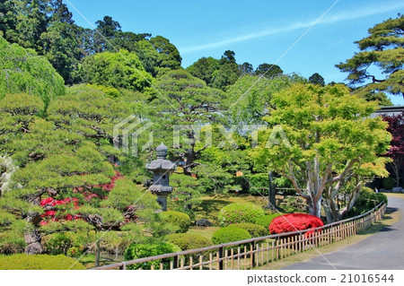 New green, pine and azalea 21016544