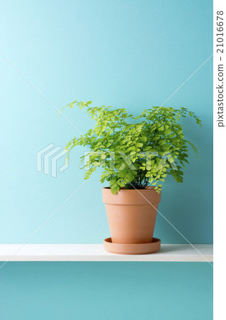 Potted plants with blue background and Asian tom 21016678