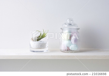 White background and air plants and cotton ball White background and air plants and cotton ball 21016698