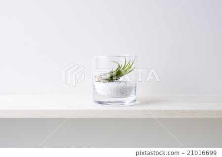 White background and air plants 21016699