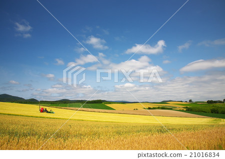 Earth wheat field Earth wheat field 21016834
