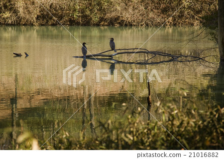 Two river cormorants to rest their feathers Two river cormorants to rest their feathers 21016882
