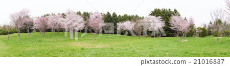 Sakura Blooming Square (Panorama) 21016887