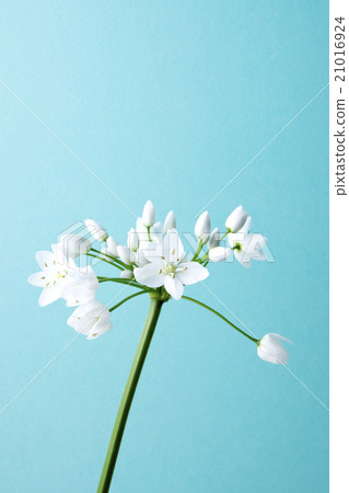 藍色背景和Coignie 藍色背景和Coignie 21016924