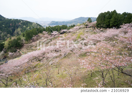 Gifu Prefecture Ranmaru Furullari no Mori Sakura Festival 21016929