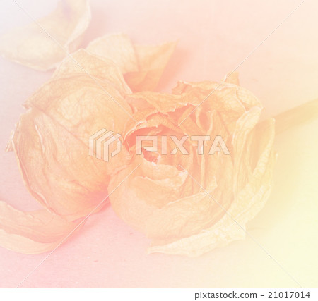 Flower background Flower background 21017014