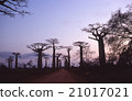 Madagascar Baobab tree Evening scenery abroad Foreign Morondaba Photo 21017021