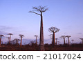 Madagascar Baobab tree Evening scenery Morondaba Overseas foreign photograph 21017024