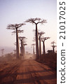 Madagascar Baobab tree Evening scenery Morondaba Overseas foreign photograph 21017025
