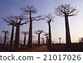 Madagascar Baobab tree Evening scenery Morondaba Overseas foreign photograph 21017026