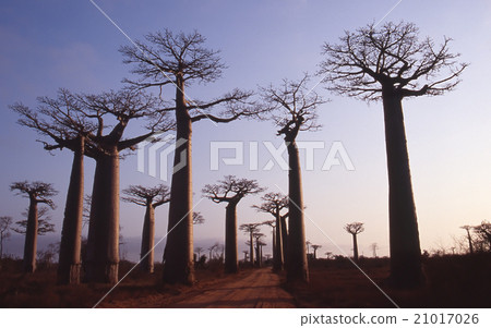 Madagascar Baobab tree Evening scenery Morondaba Overseas foreign photograph Madagascar Baobab tree Evening scenery Morondaba Overseas foreign photograph 21017026
