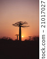 Madagascar Baobab tree Evening scenery Morondaba Overseas foreign photograph 21017027