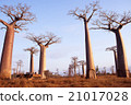 Madagascar Baobab tree Evening scenery Morondaba Overseas foreign photograph 21017028