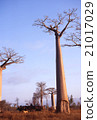 Madagascar Baobab tree Evening scenery Morondaba Overseas foreign photograph 21017029