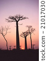 Madagascar Baobab tree Evening scenery Morondaba Overseas foreign photograph 21017030