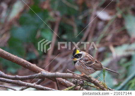 Miyama bunting Miyama bunting 21017144