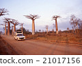 Madagascar Baobab Tree Landscape Morondaba Overseas Photo 21017156
