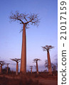 Madagascar Baobab Tree Landscape Morondaba Overseas Photo 21017159