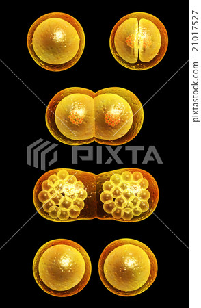Process division of cell 21017527