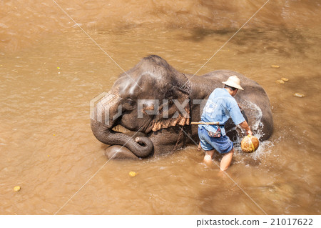 Elephants show daily activities 21017622