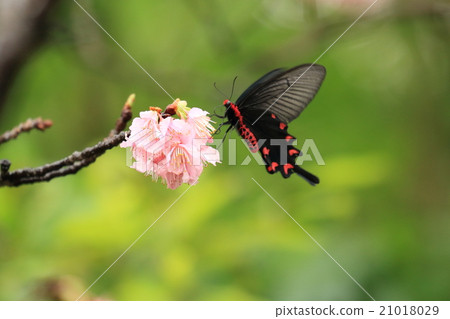 生物昆蟲麝香豇豆,八重山亞種春天型雌性。盛開的栗子吮吸② 生物昆蟲麝香豇豆,八重山亞種春天型雌性。盛開的栗子吮吸② 21018029