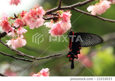 Living thing insect musky cowpea, Yaeyama subsp. Spring type female. Sucking with chestnuts in full bloom ① Living thing insect musky cowpea, Yaeyama subsp. Spring type female. Sucking with chestnuts in full bloom ① 21018033