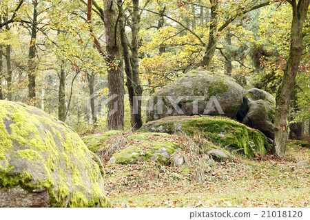 Boulder In Forest 21018120