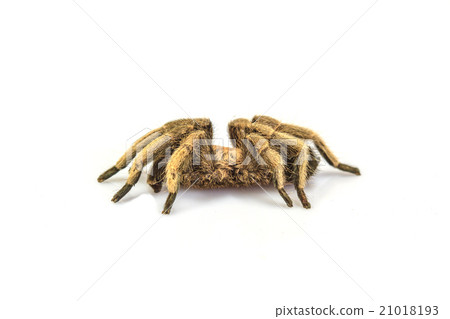 Tarantula Isolated on white Background Tarantula Isolated on white Background 21018193