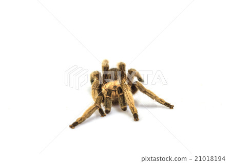 Tarantula Isolated on white Background Tarantula Isolated on white Background 21018194