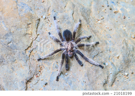 close up Tarantula on ground 21018199