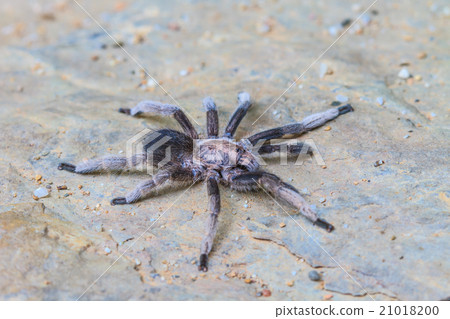 close up Tarantula on ground close up Tarantula on ground 21018200