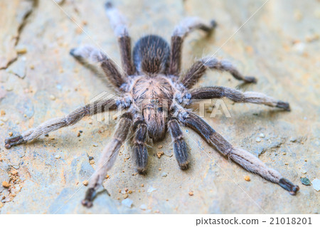close up Tarantula on ground close up Tarantula on ground 21018201