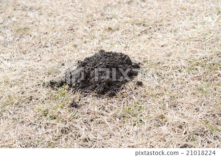 Molding mound Molding mound 21018224