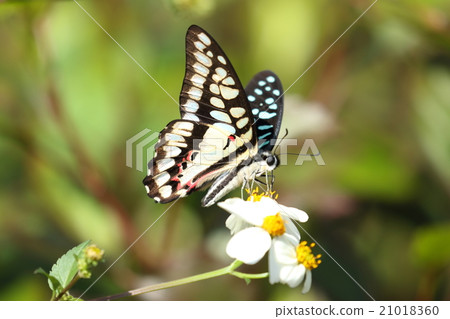 生物昆蟲Mikado ageha，沖繩，八重山亞種。我在三月初在石垣島見過面 21018360