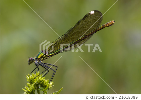 side of wild gold green dragonfly 21018389