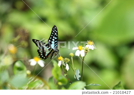 Creatures Insects Mikado ageha, I saw some head at the foot of the mountain in and around Ishigakijima 21018427
