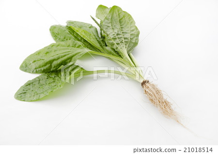 Psyllium Psyllium 21018514